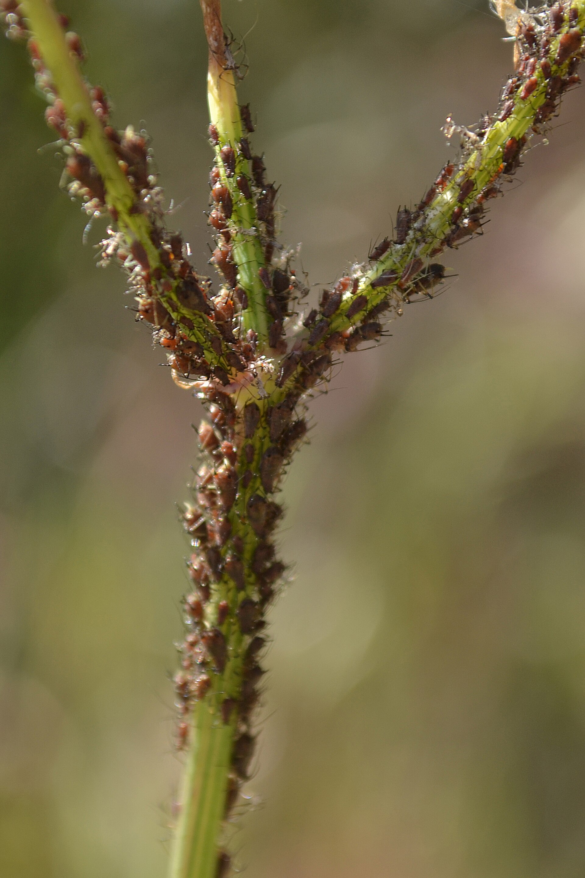 Sticky Leaves and Clustered Insects — Aphids and How to Get Rid of Them