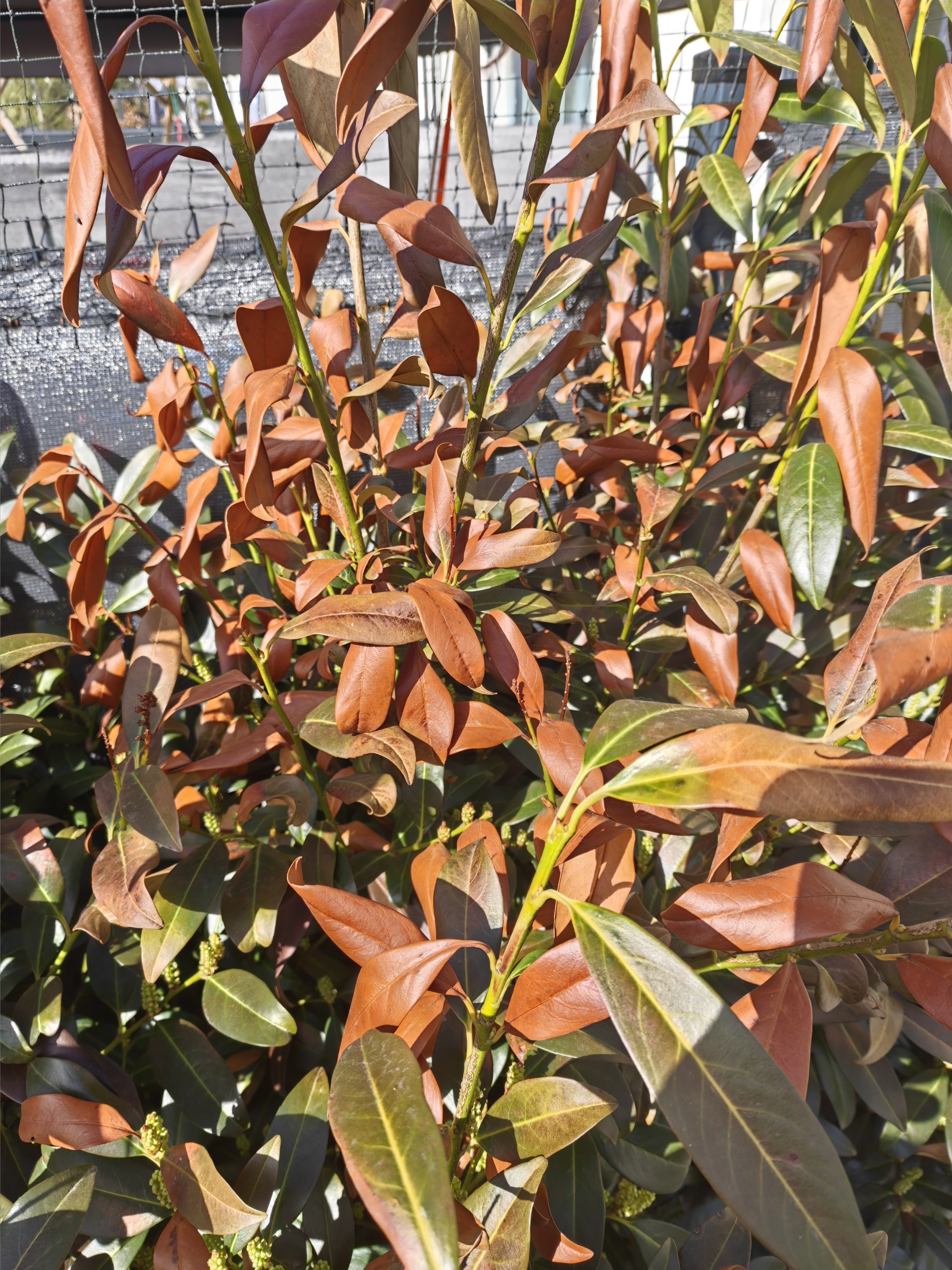 Winter Burn on Evergreen Plants — Why Your Shrubs Turned Brown and What to Do