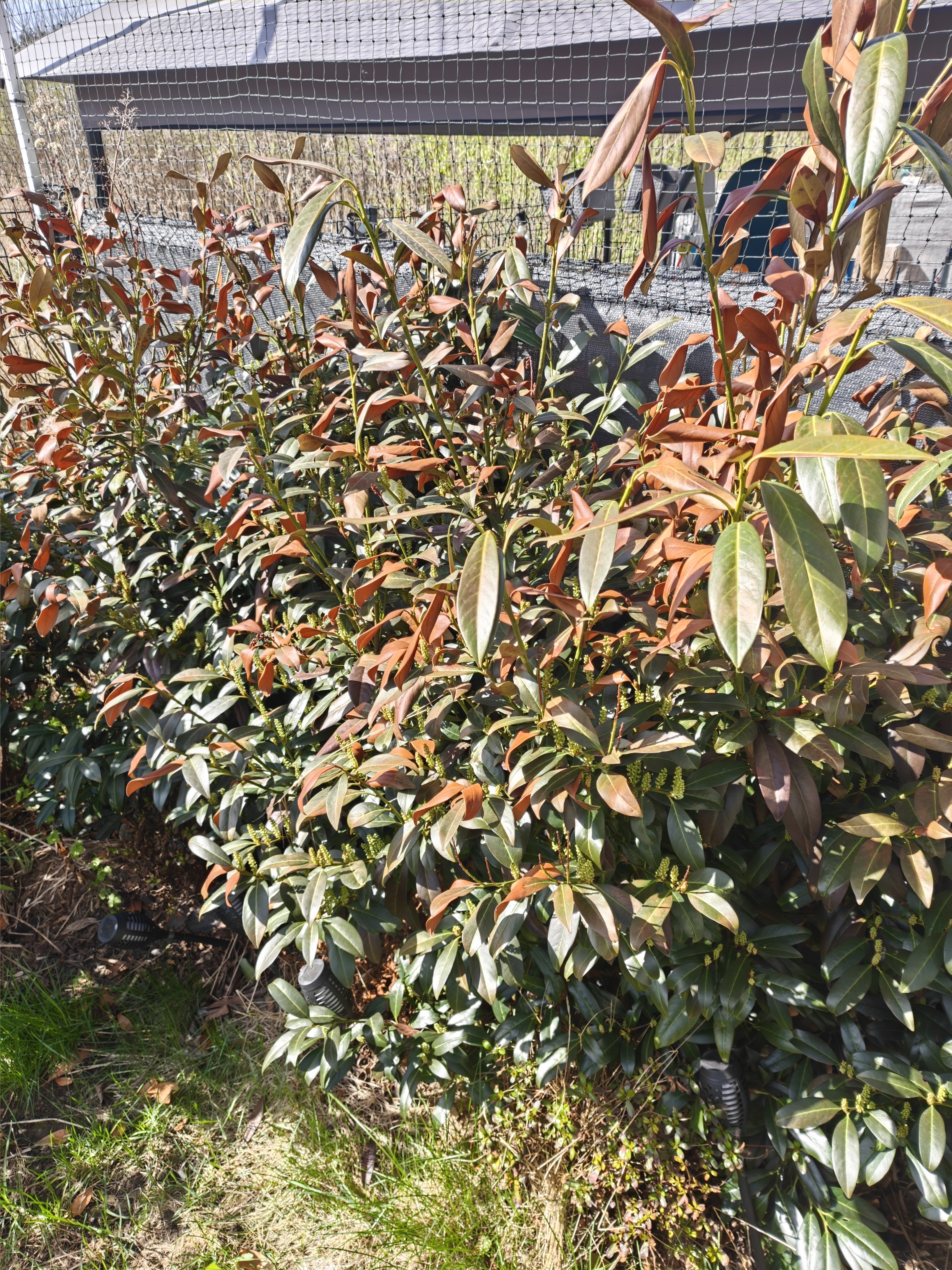 Full view of evergreen hedge with extensive brown winter burn damage