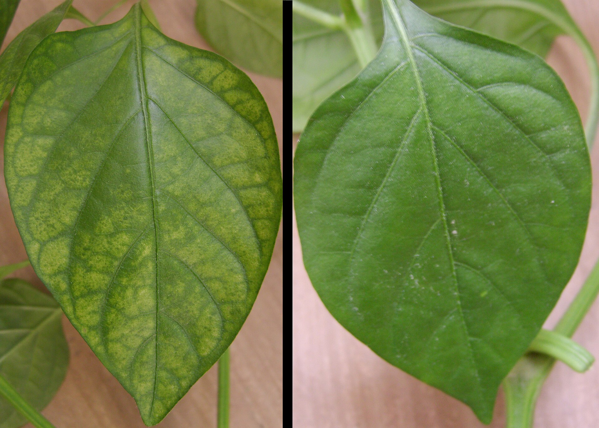 Yellow Leaves with Green Veins — Iron Chlorosis and How to Fix It