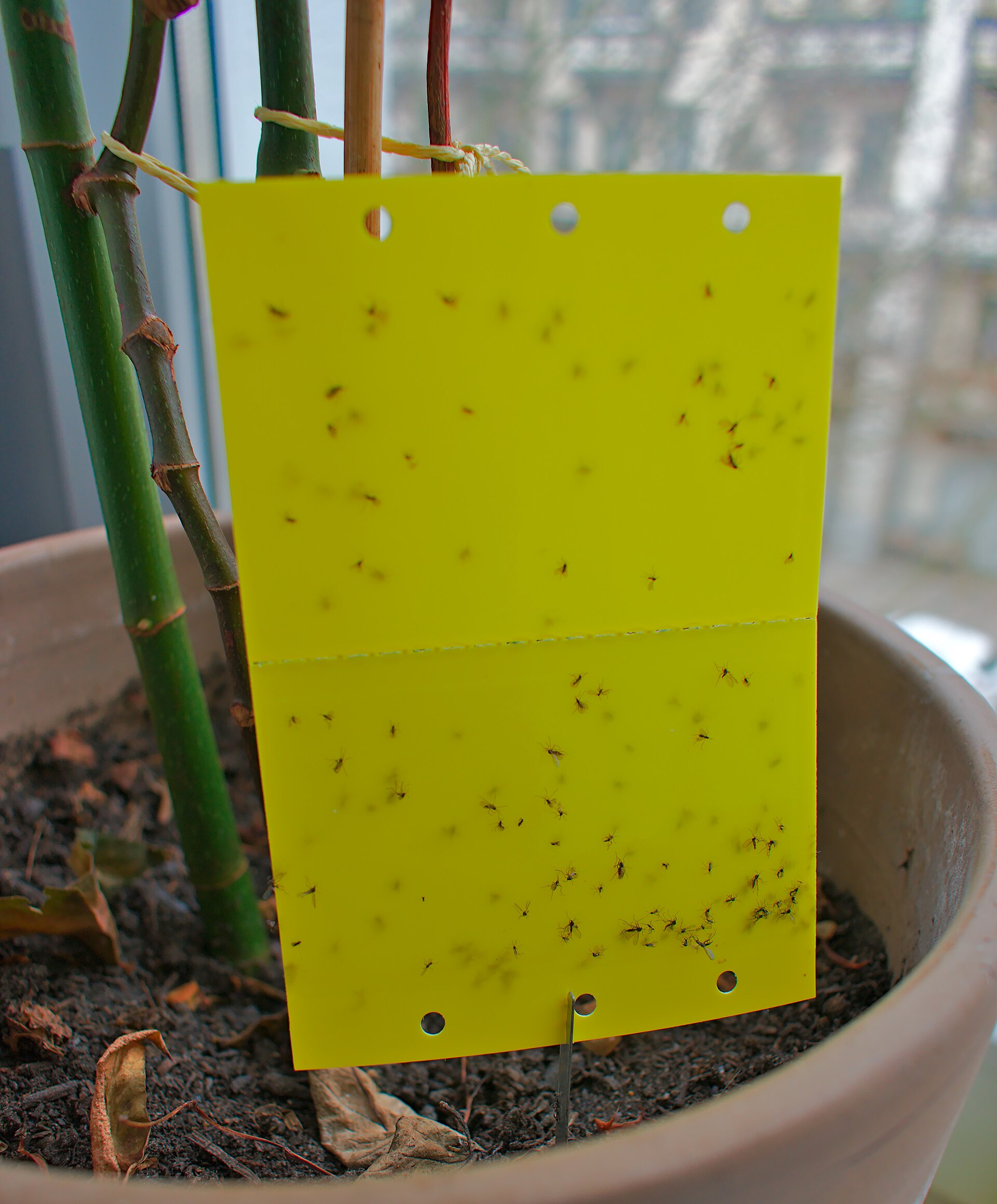 Tiny Black Flies in Plant Soil — Fungus Gnats and How to Stop Them