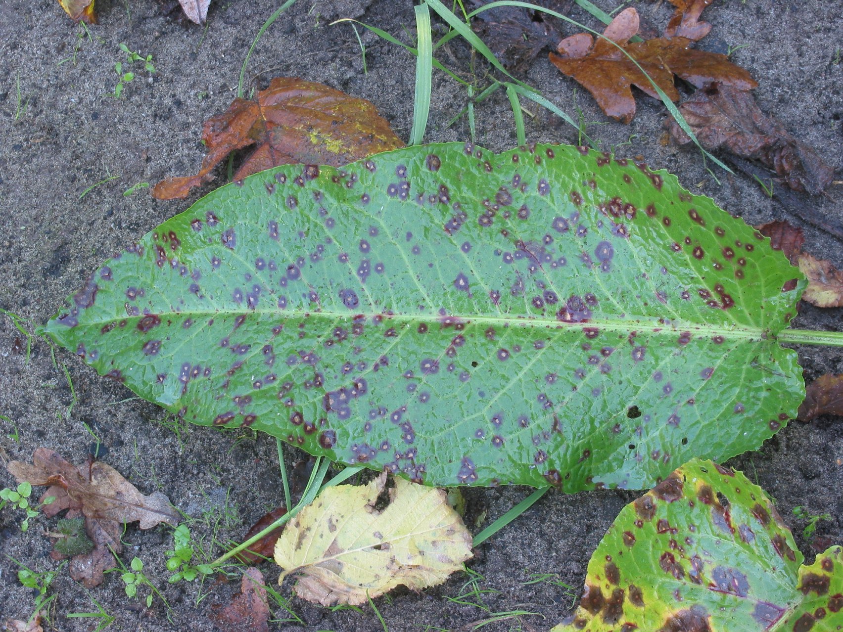 Brown Spots with Yellow Halos on Leaves — Fungal Leaf Spot Explained