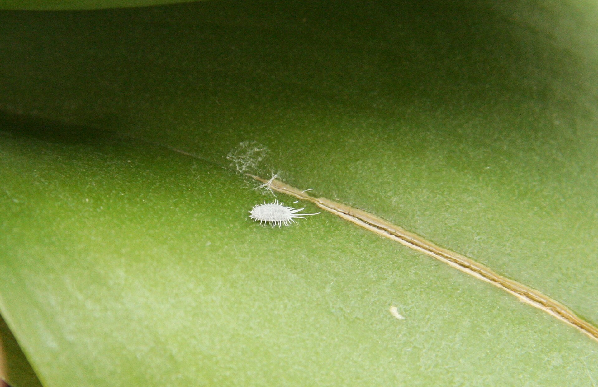 White Fluffy Stuff on Your Plant — Mealybugs and How to Remove Them