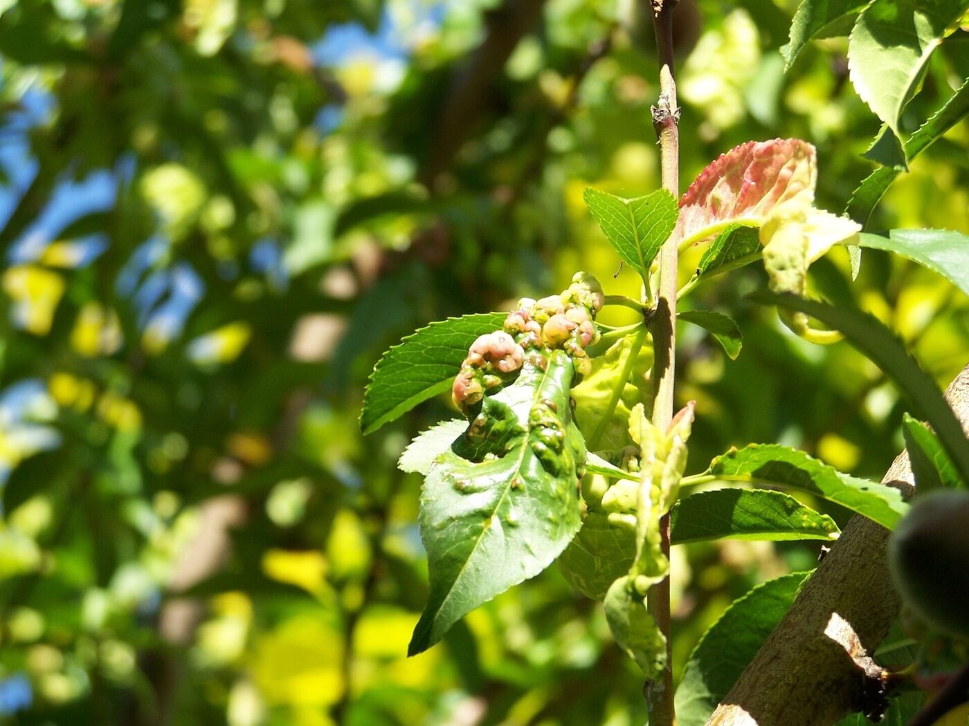 Red Blistered Leaves on a Peach Tree — Peach Leaf Curl Explained
