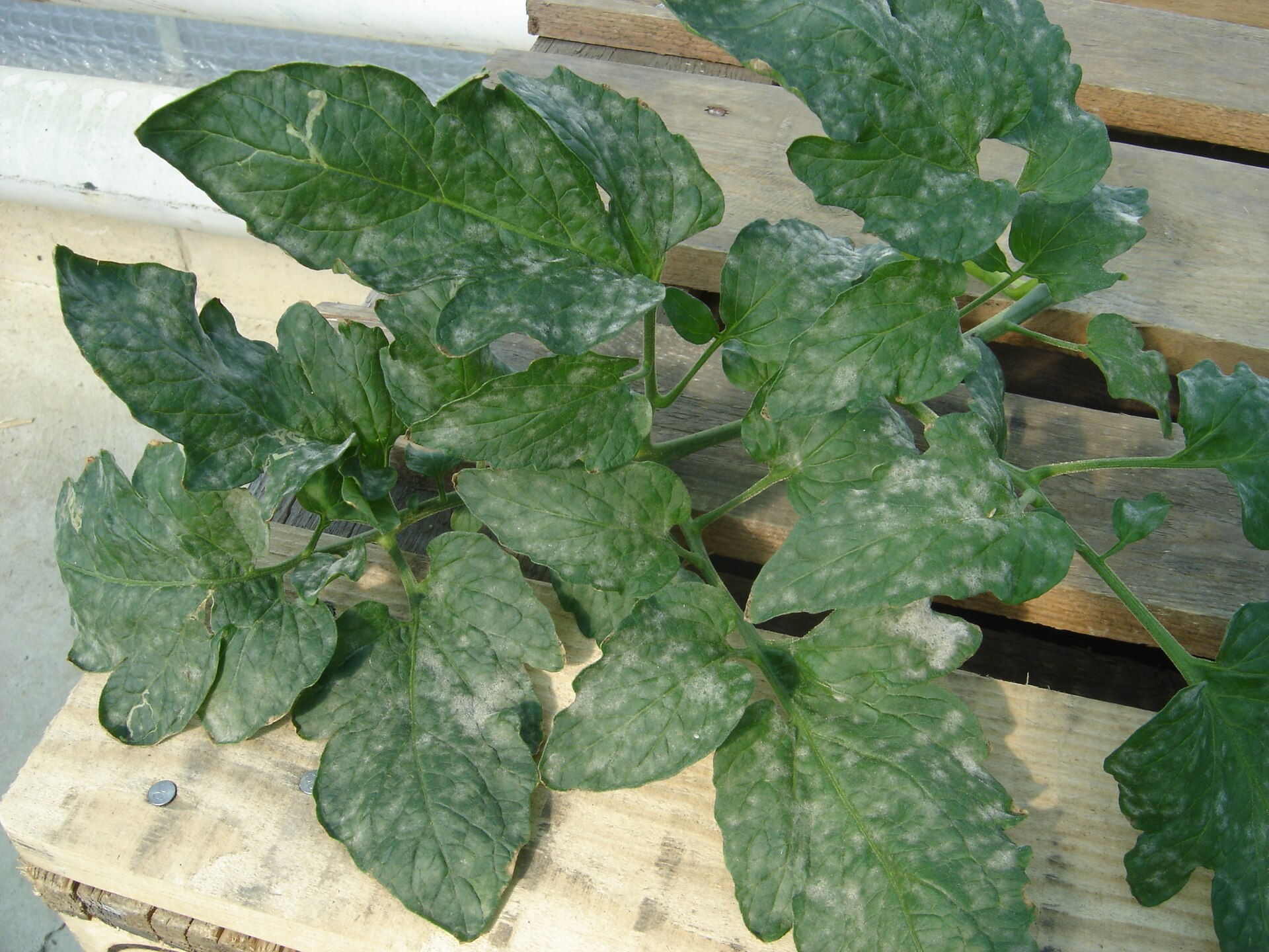 White Powder on Plant Leaves — Powdery Mildew and How to Get Rid of It