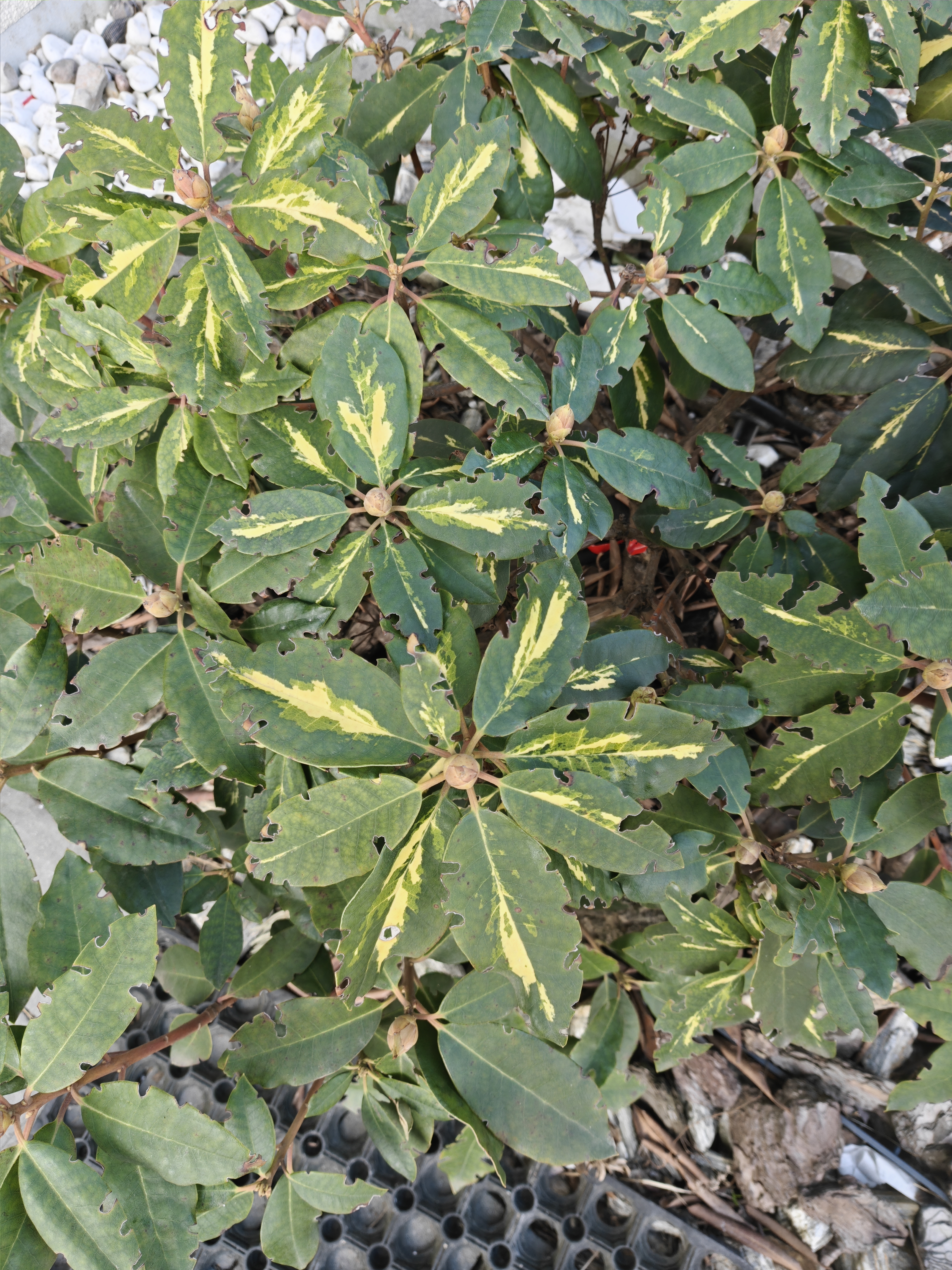 Vine Weevil Damage on Rhododendron — How to Identify and Treat It