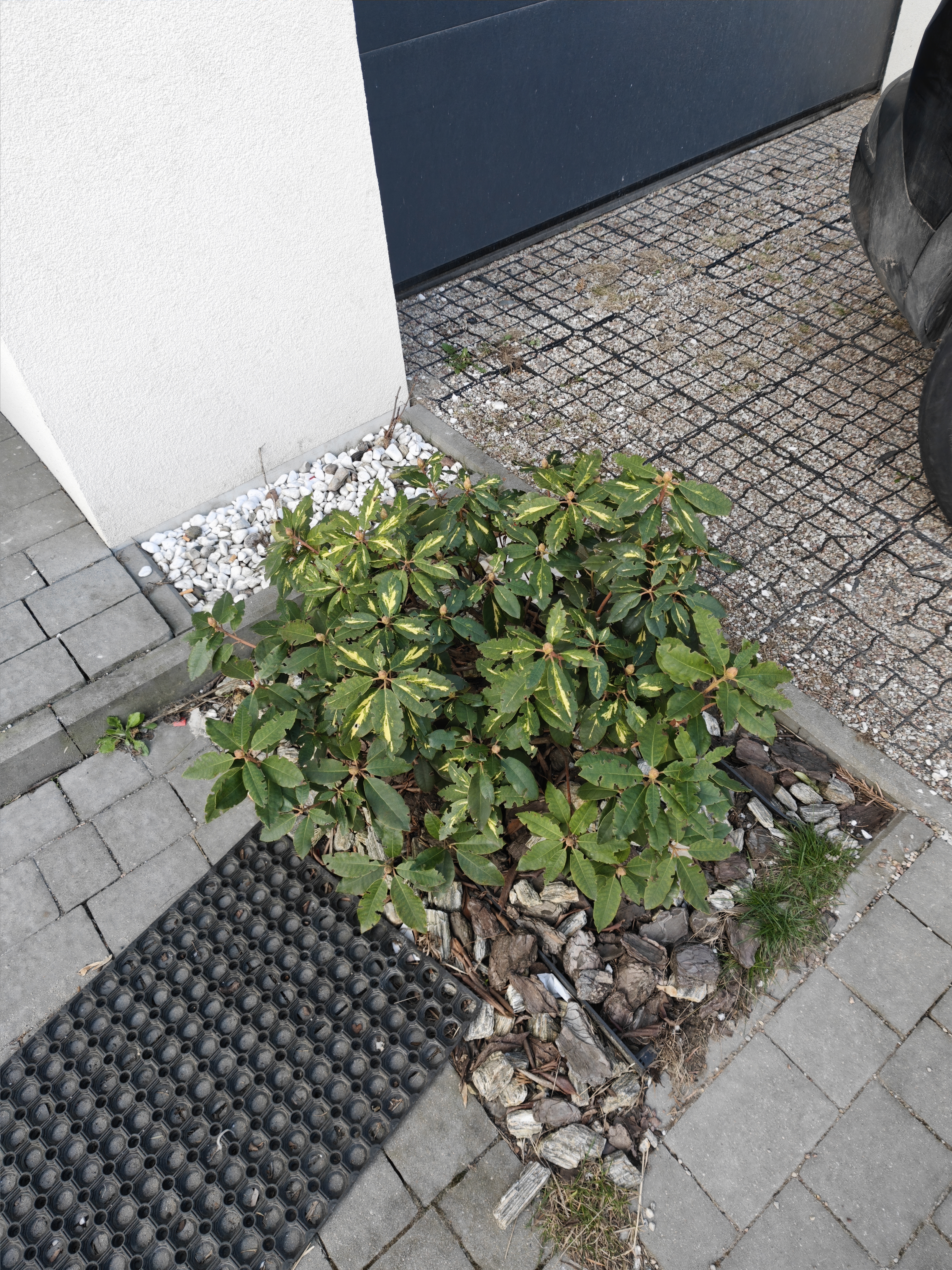 Full view of a rhododendron plant with vine weevil damage growing near a building entrance