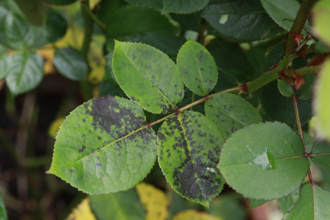 Black Spots on Rose Leaves — Black Spot and How to Stop It