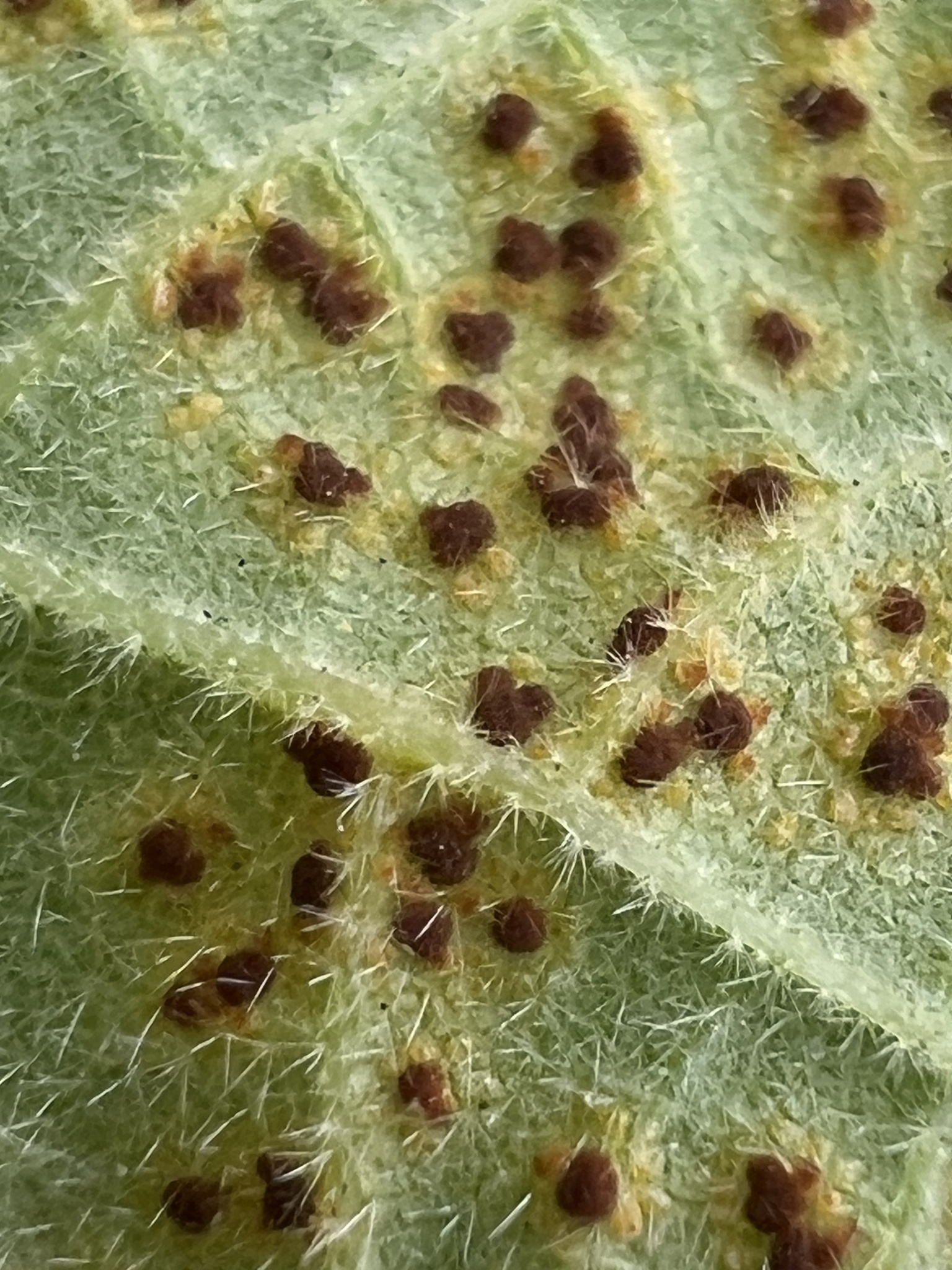 Orange or Brown Pustules on Leaf Undersides — Plant Rust Disease