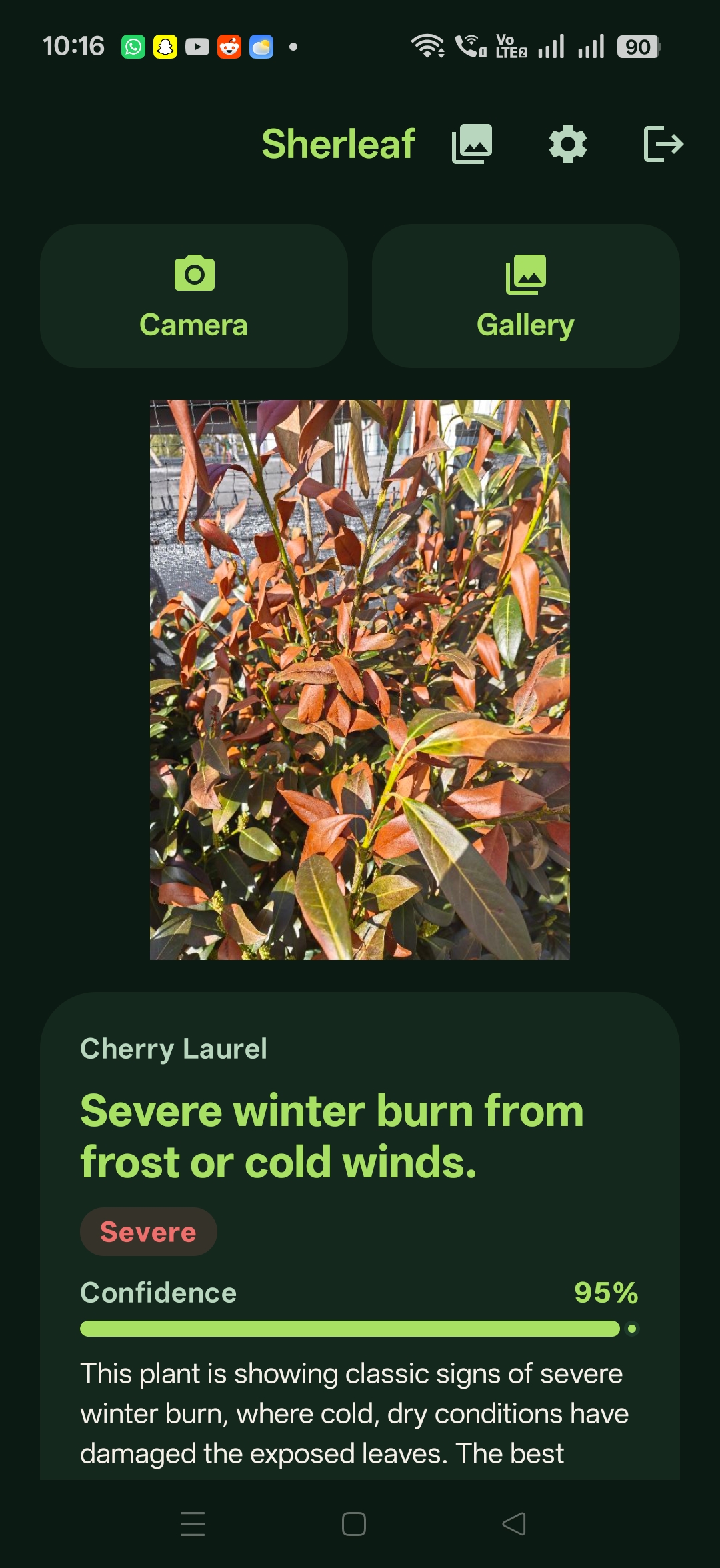 Sherleaf: English — Winter burn, 95%