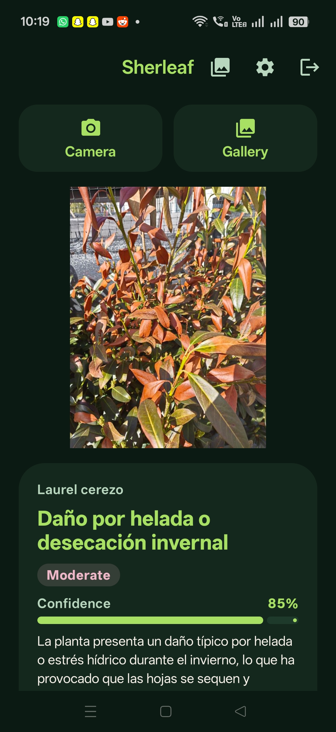 Sherleaf: Español — Daño por helada, 85%