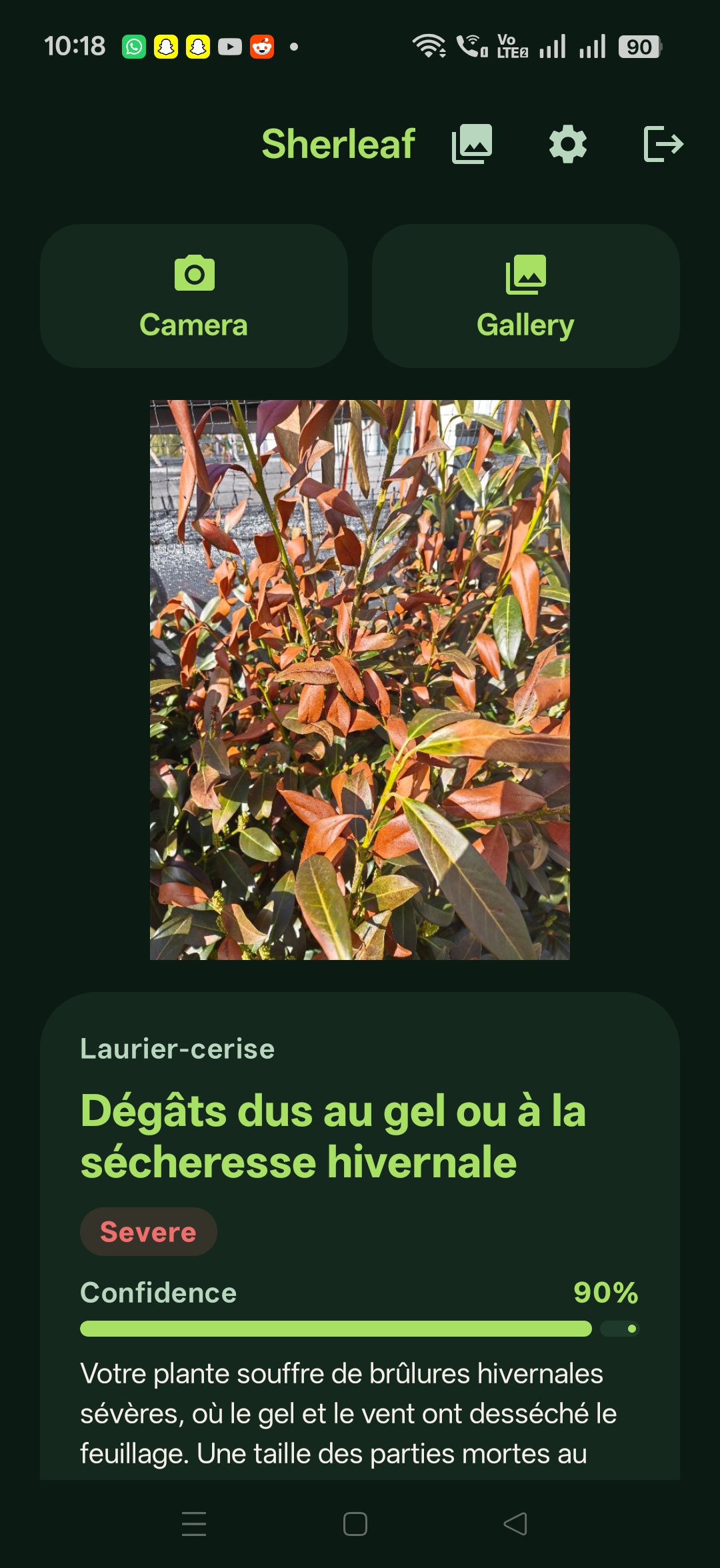 Sherleaf: Français — Dégâts de gel, 90%