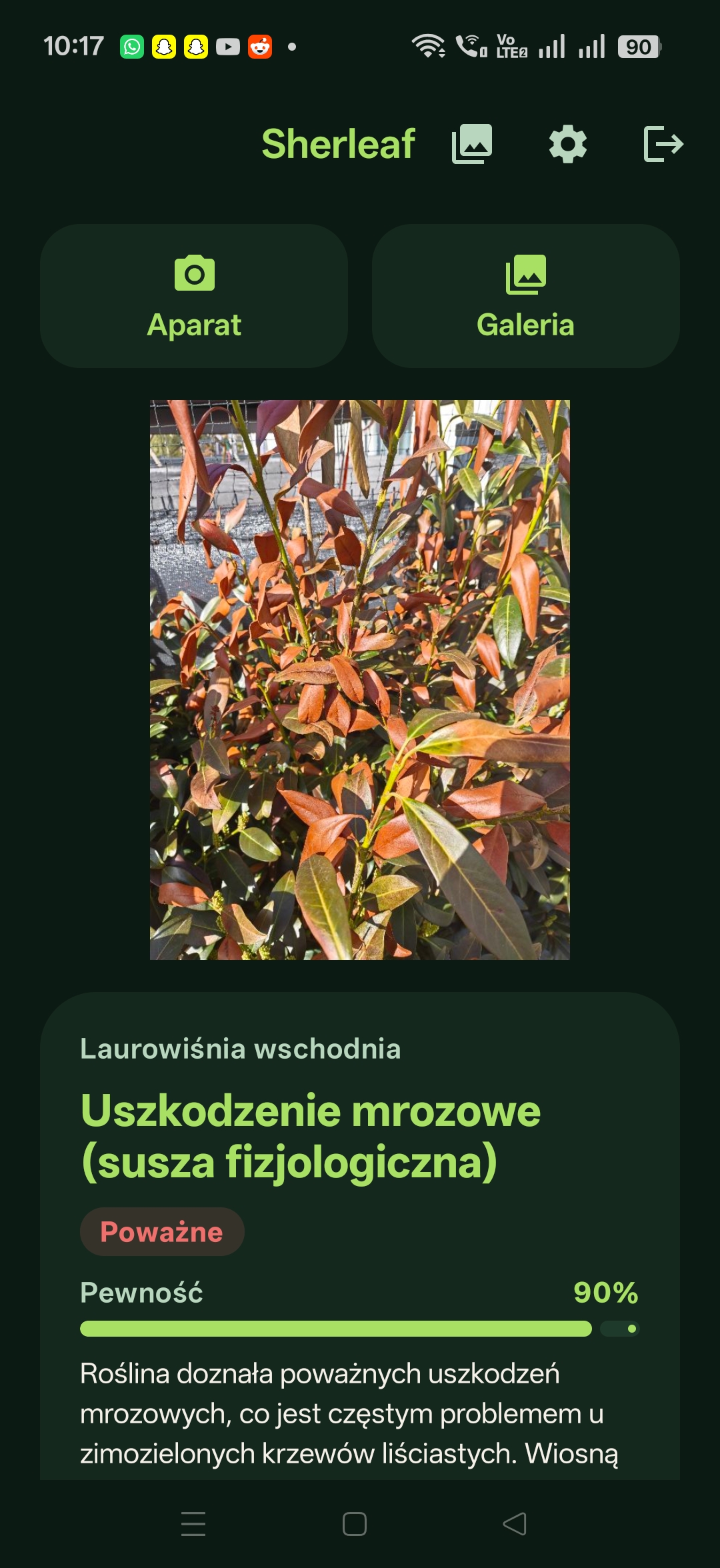Sherleaf: Polski — Uszkodzenie mrozowe, 90%