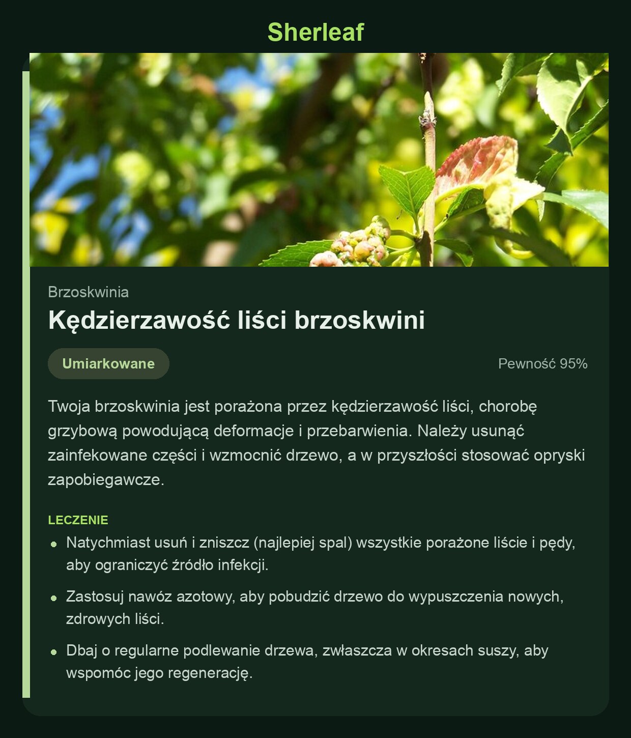 Ekran diagnozy Sherleaf z kędzierzawością liści brzoskwini