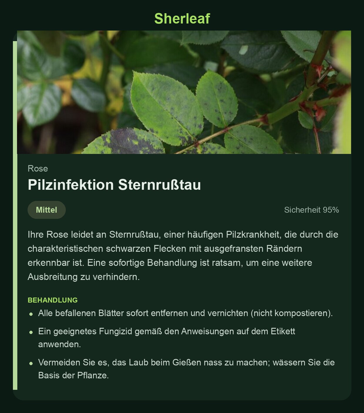 Sherleaf-Diagnose mit Sternrußtau an der Rose