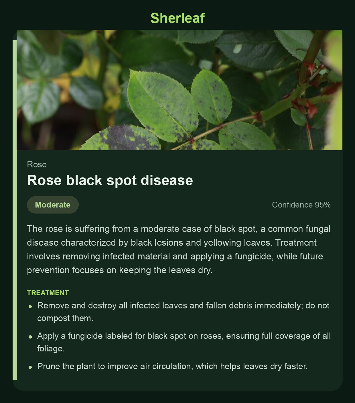 Sherleaf diagnosis screen showing rose black spot