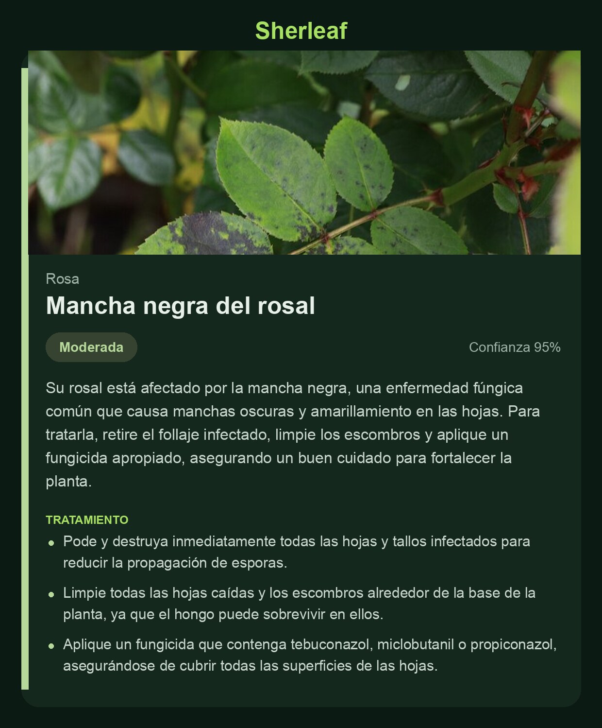 Pantalla de diagnóstico de Sherleaf con mancha negra del rosal