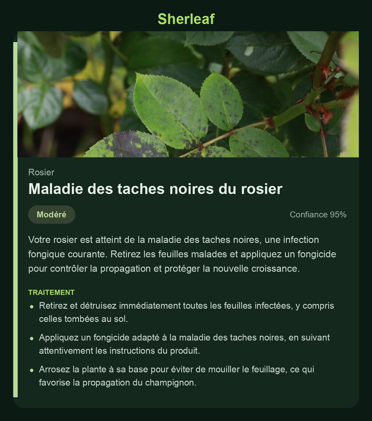 Écran de diagnostic Sherleaf montrant les taches noires du rosier