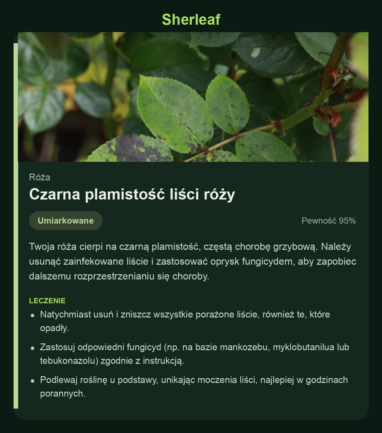 Ekran diagnozy Sherleaf z czarną plamistością róży