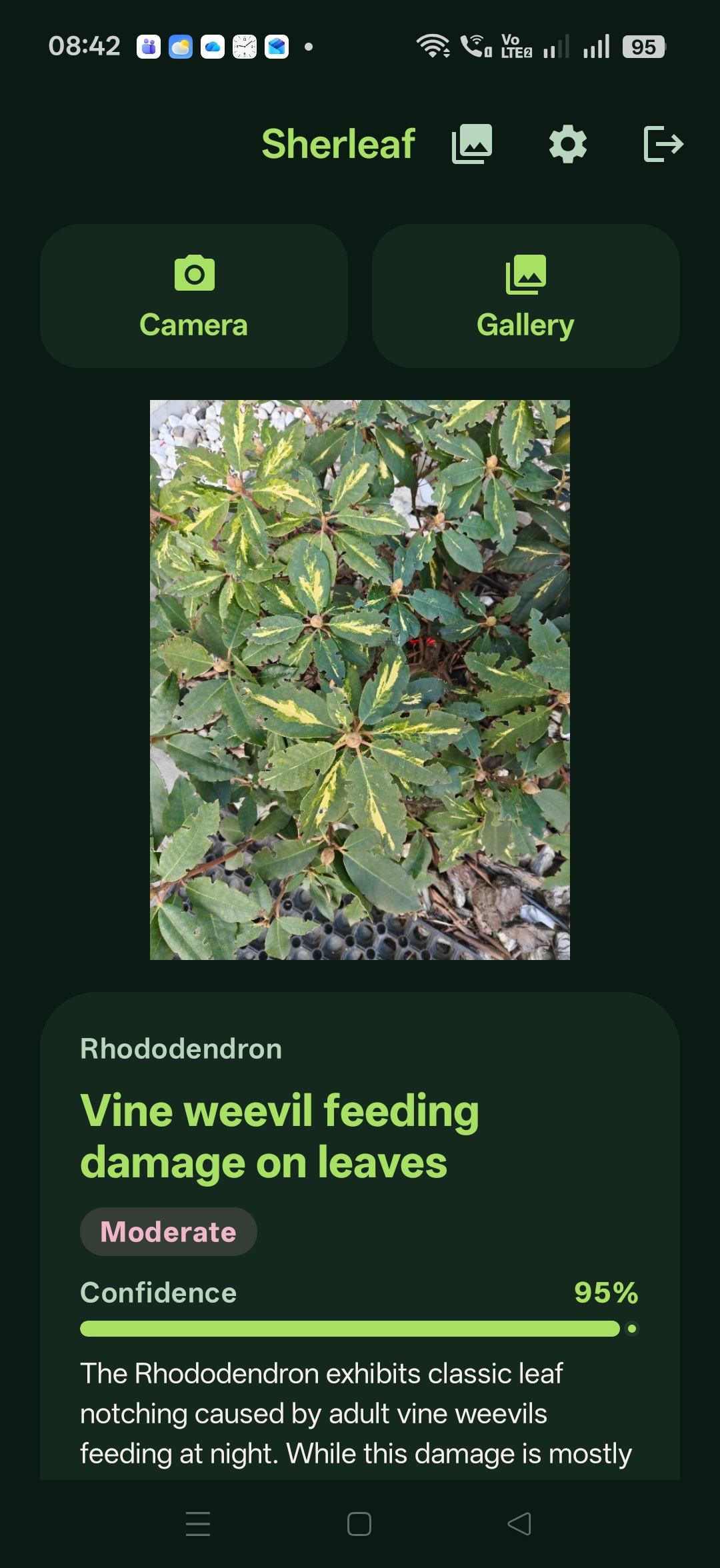 Sherleaf diagnosis in English: Vine weevil feeding damage, 95% confidence