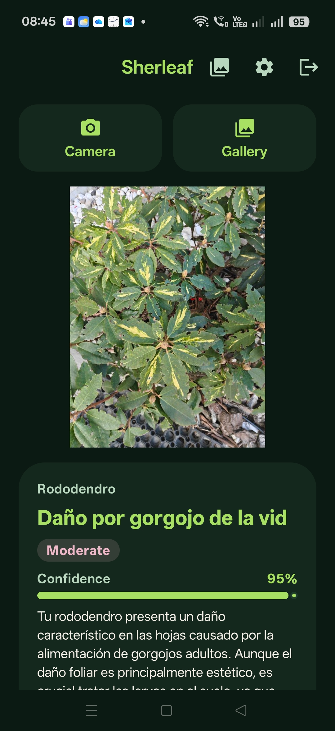 Sherleaf diagnosis in Spanish: Daño por gorgojo de la vid, 95% confidence