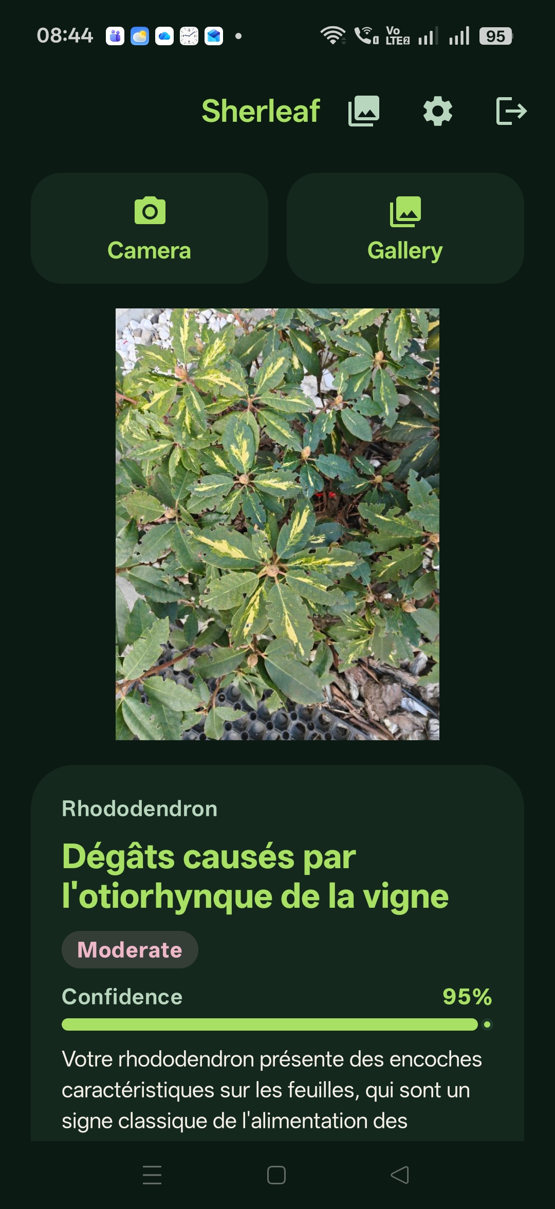 Sherleaf diagnosis in French: Dégâts causés par l'otiorhynque, 95% confidence