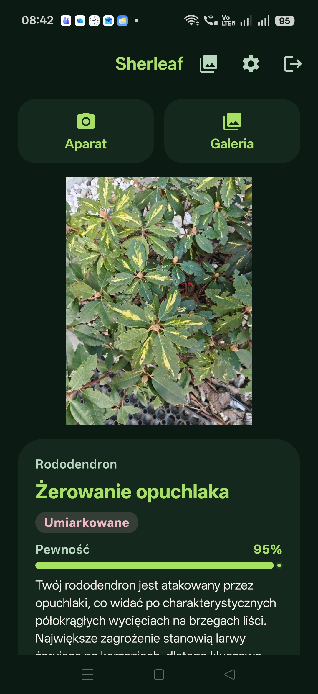 Sherleaf diagnosis in Polish: Żerowanie opuchlaka, 95% confidence