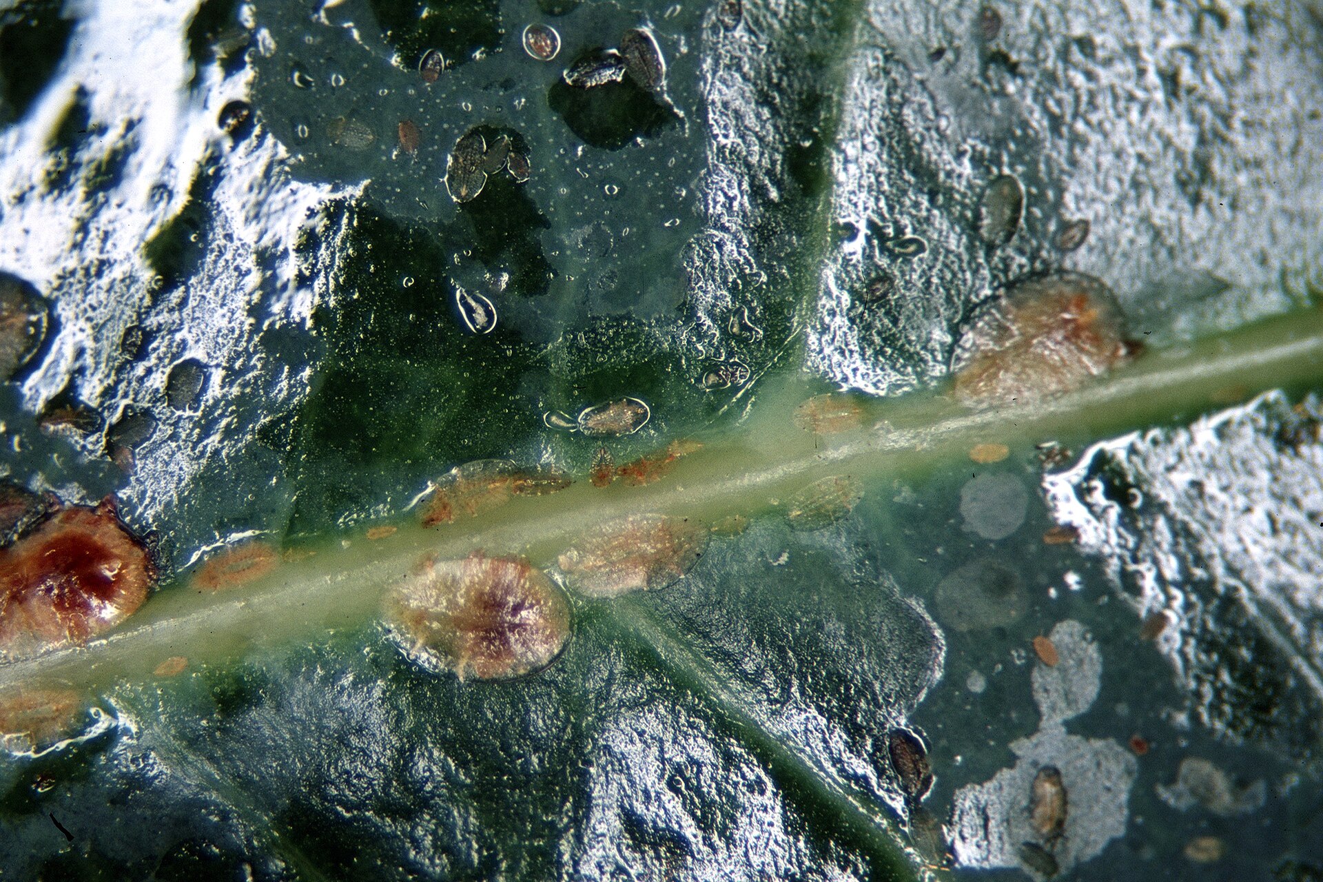 Brown Bumps on Plant Stems — Scale Insects and How to Treat Them
