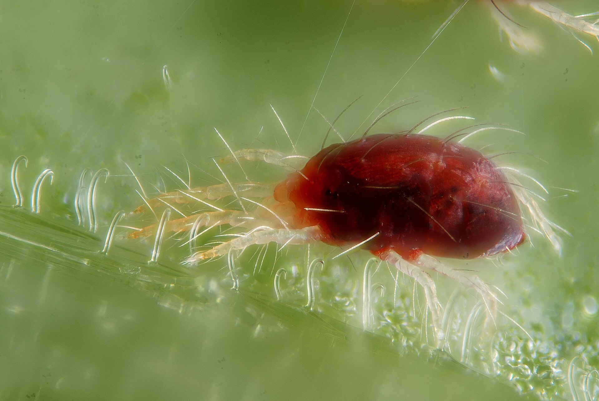 Webbing on Houseplant Leaves — Spider Mites and How to Kill Them