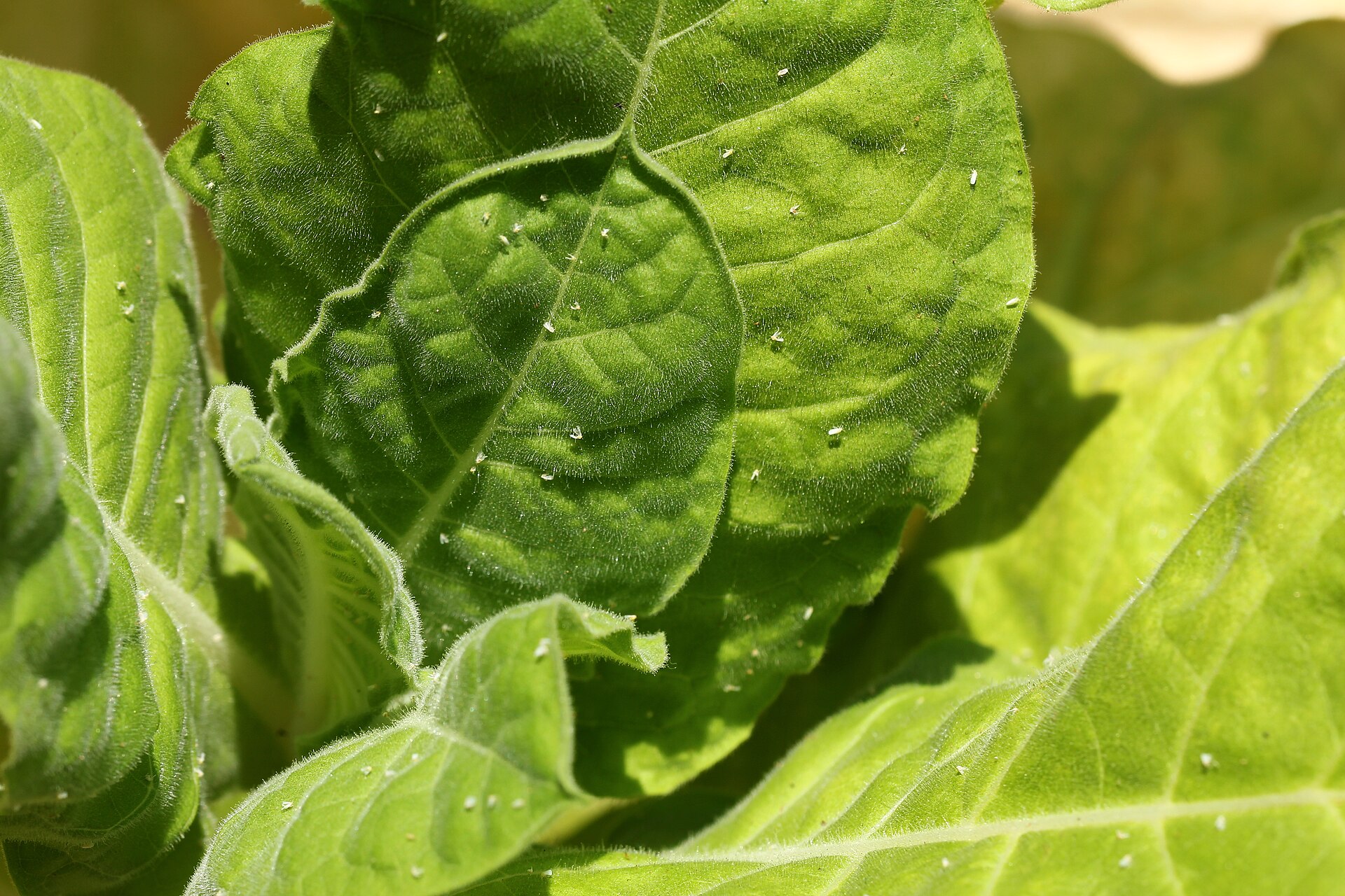 Tiny White Flies When You Touch the Plant — Whitefly and How to Control It